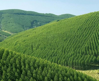 Introduction to the Longfeng Mountain Ecological Restoration Project in Pingchuan District, Baiyin City